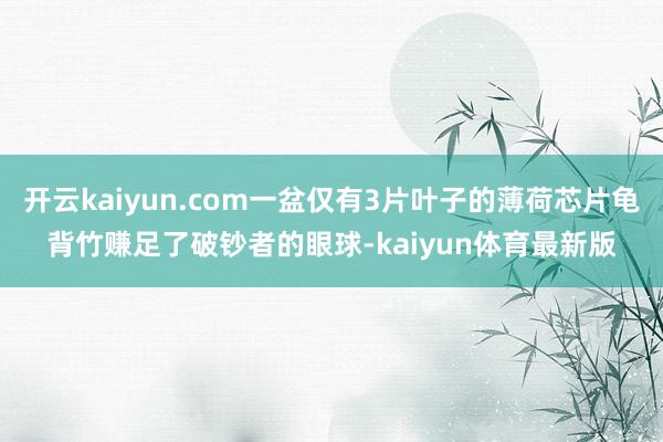 开云kaiyun.com一盆仅有3片叶子的薄荷芯片龟背竹赚足了破钞者的眼球-kaiyun体育最新版